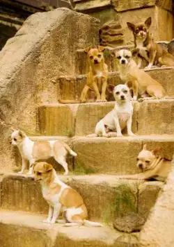 Крошка из Беверли-Хиллз (2008) через торрент бесплатно Крошка из Беверли-Хиллз (2008) фильм через торрент бесплатно