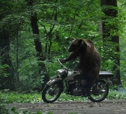 Медведь (2011) через торрент бесплатно Медведь (2011) фильм через торрент бесплатно