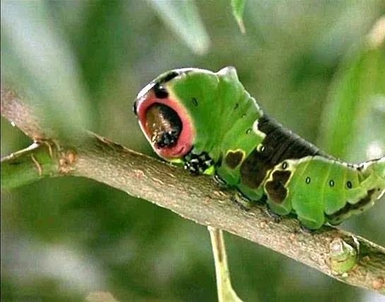 Микрокосмос (1996) через торрент скачать Микрокосмос (1996) фильм через торрент скачать