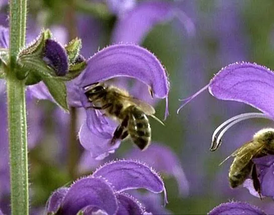 Микрокосмос (1996) через торрент бесплатно Микрокосмос (1996) фильм через торрент бесплатно