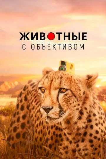 Скачать Животные с объективом