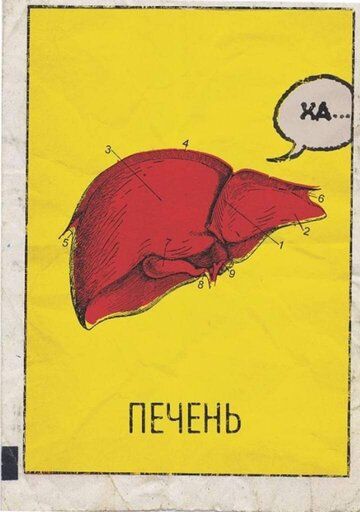 Скачать Печень
