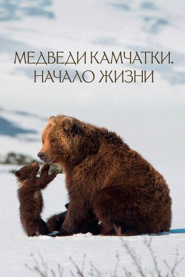 Скачать Медведи Камчатки. Начало жизни