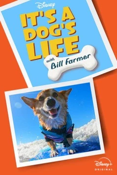 It's A Dog's Life (2020) торрент