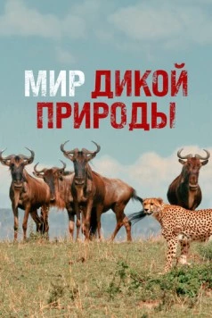Мир дикой природы (2014) торрент