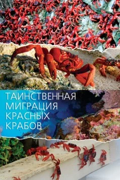 Таинственная миграция красных крабов (2020) торрент