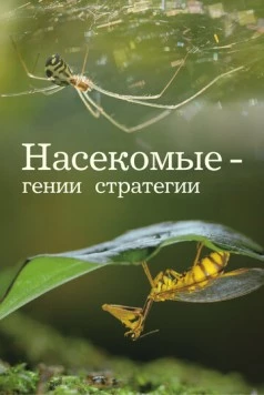 Насекомые - гении стратегии (2021) торрент