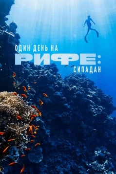 Один день на рифе: Сипадан (2023) торрент