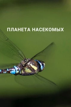 Планета насекомых (2022) торрент