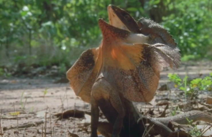 Выжить в дикой природе (2016) через торрент скачать Выжить в дикой природе (2016) фильм через торрент скачать