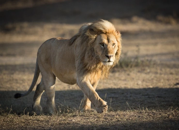 Выжить в дикой природе (2016) в хорошем качестве через торрент Выжить в дикой природе (2016) фильм в хорошем качестве через торрент
