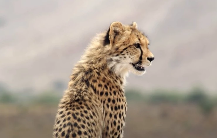 Выжить в дикой природе (2016) через торрент бесплатно Выжить в дикой природе (2016) фильм через торрент бесплатно